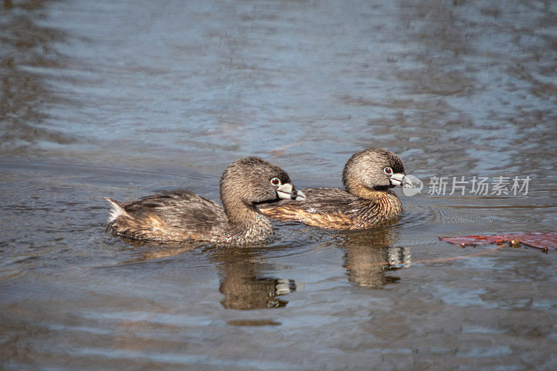 美国灰嘴鹬，(Podilymbus podiceps)，灰嘴鹬，美国灰嘴鹬，喙有杂色的灰嘴鹬。